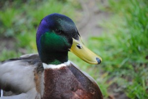 canard col vert